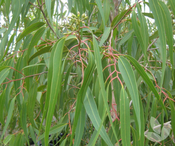 Corymbia citriodora